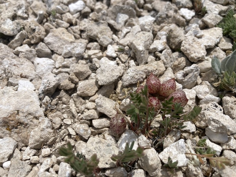 Astragalus montii photo 3