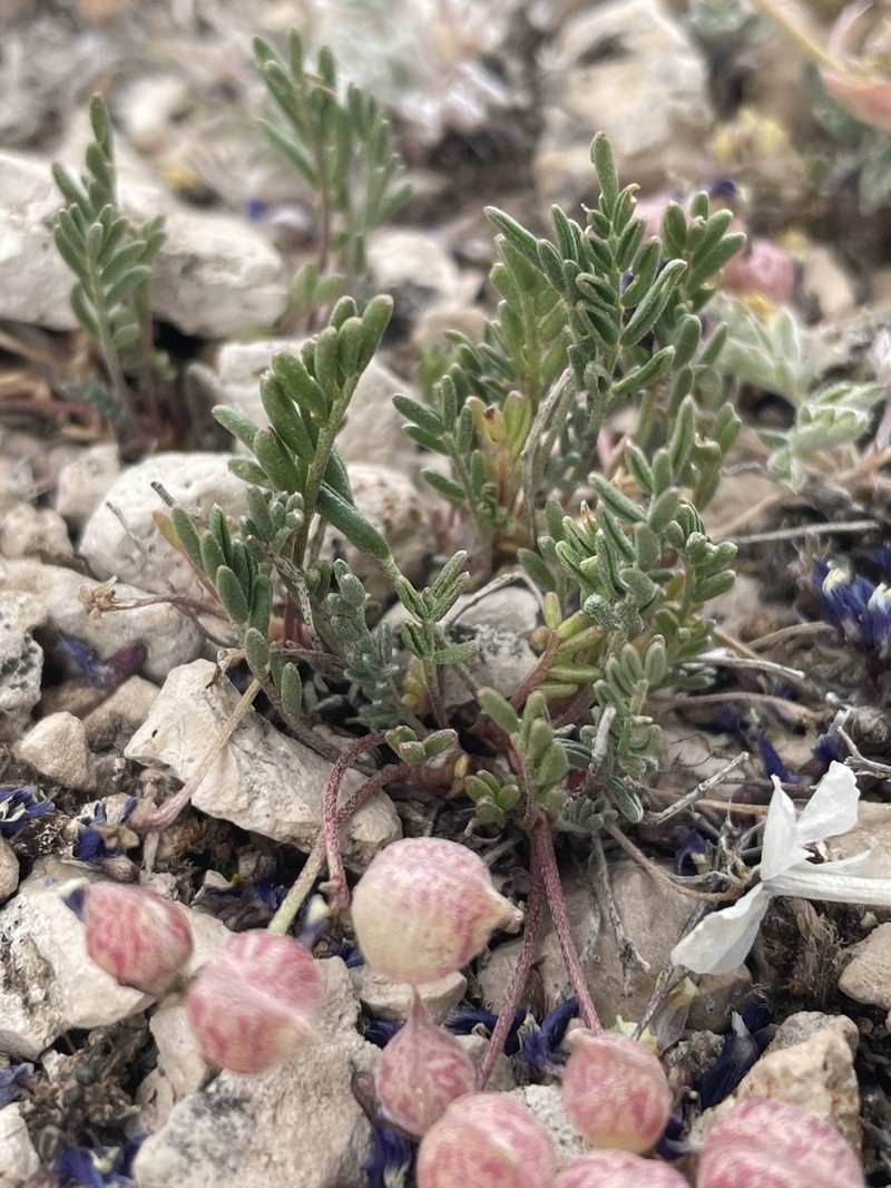 Astragalus montii photo 4