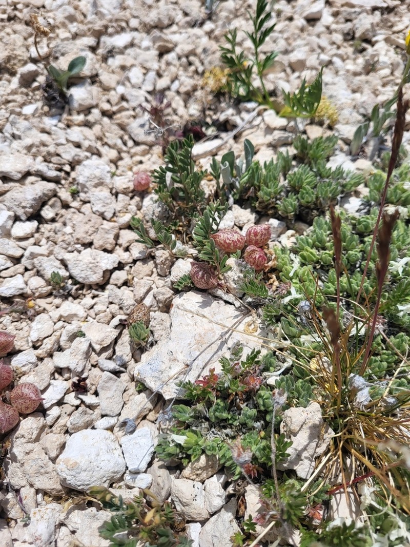 Astragalus montii photo 5
