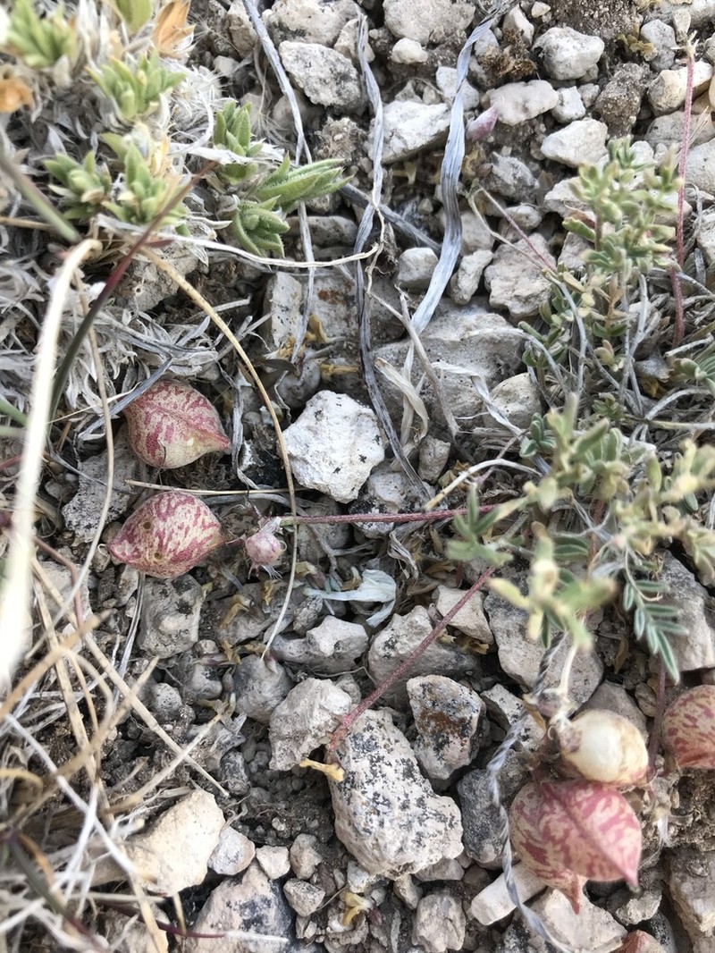 Astragalus montii photo 6