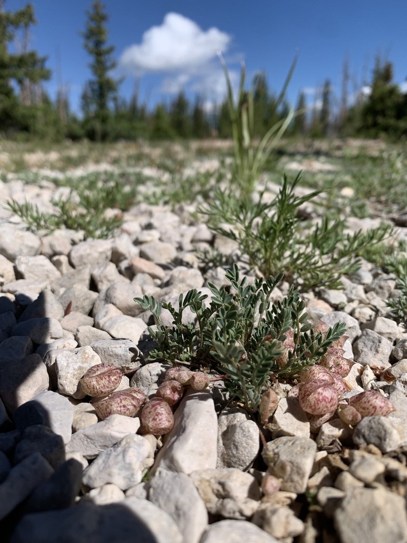Astragalus montii photo 7