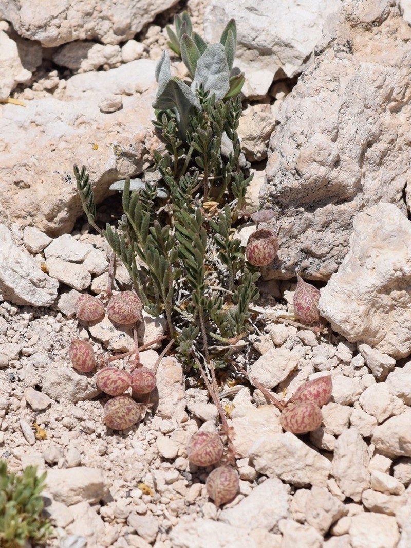 Astragalus montii photo 8