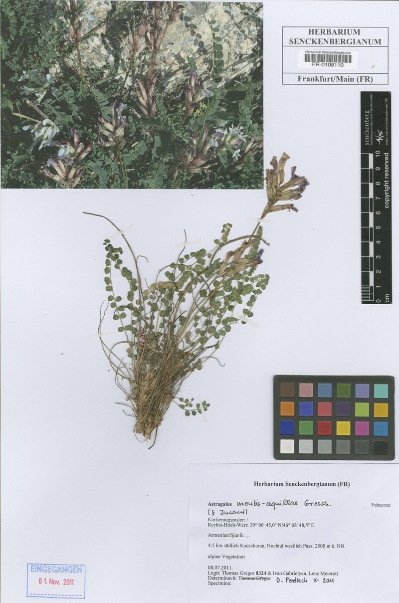 Astragalus montis-aquillae
