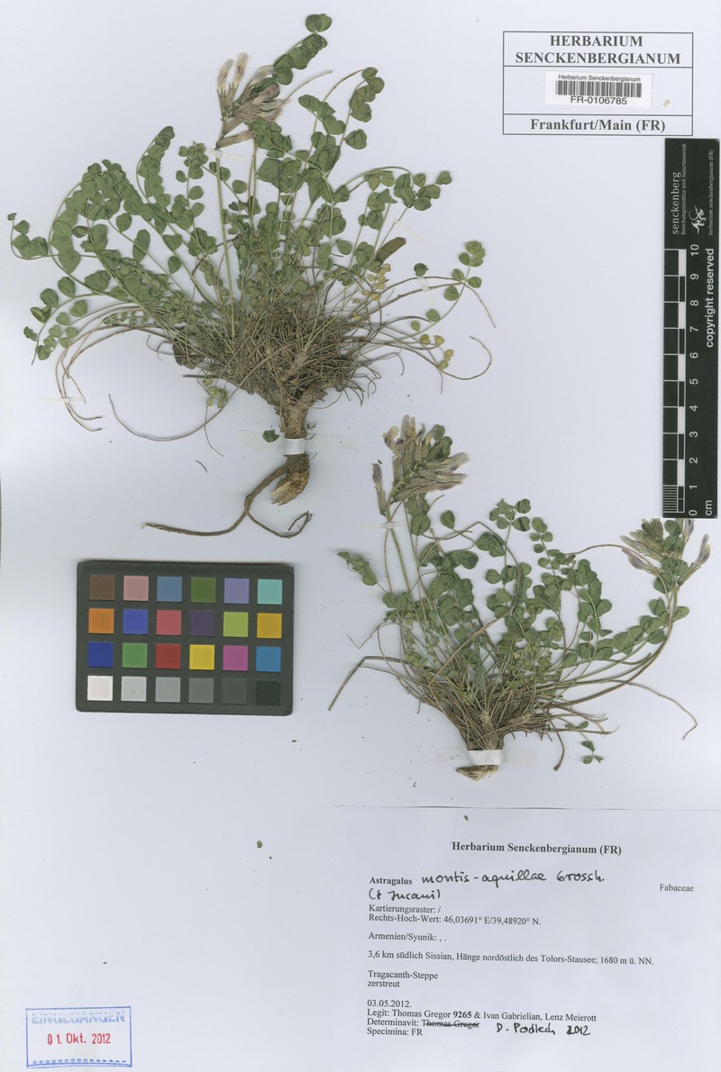 Astragalus montis-aquillae photo 2