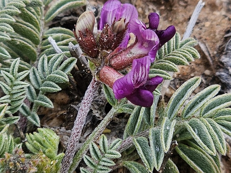 Monument Valley Milkvetch
