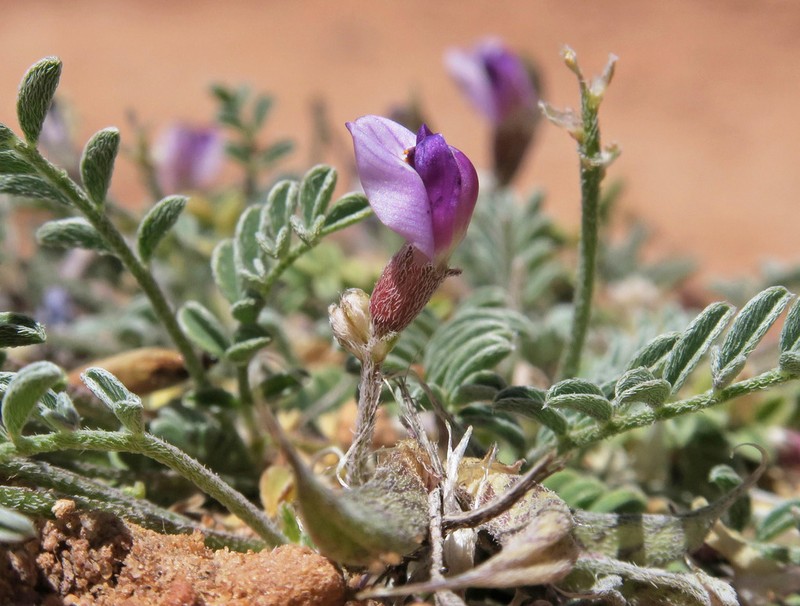 Monument Valley Milkvetch photo 2