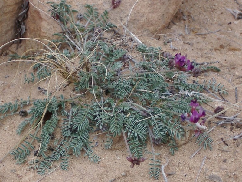 Monument Valley Milkvetch photo 3