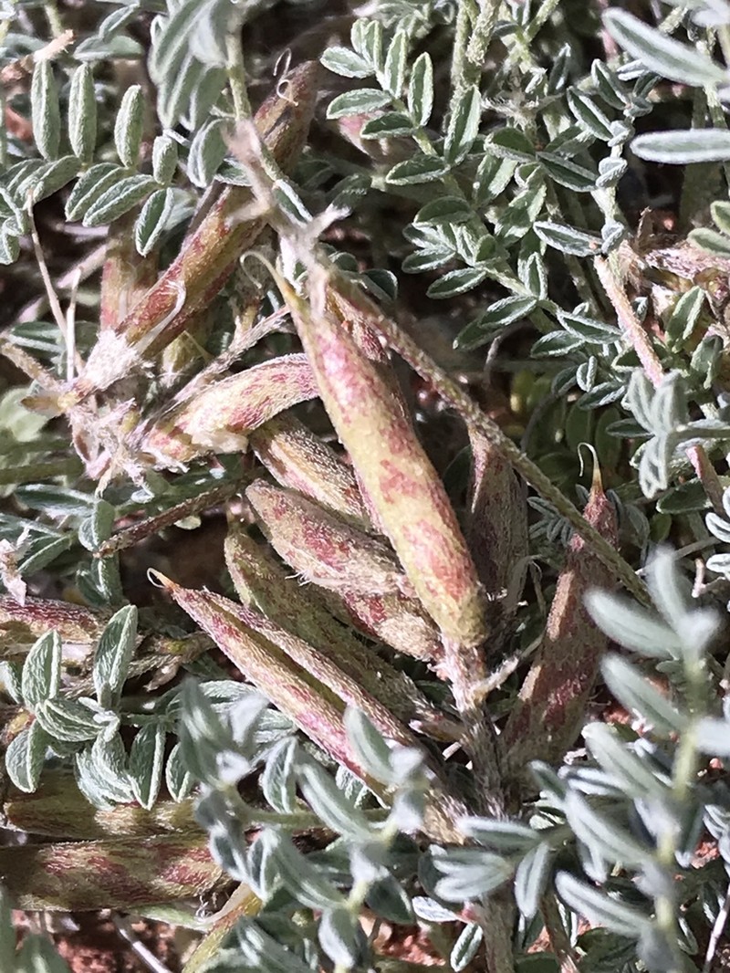 Monument Valley Milkvetch photo 4