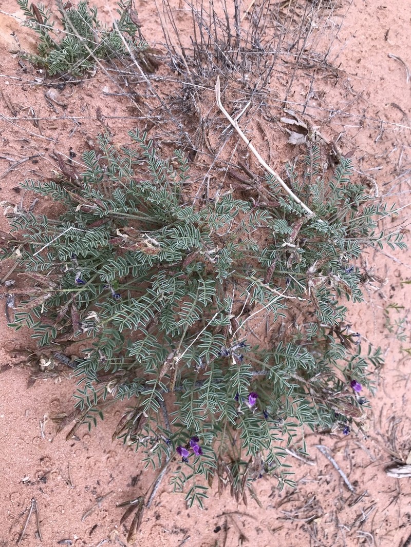 Monument Valley Milkvetch photo 5