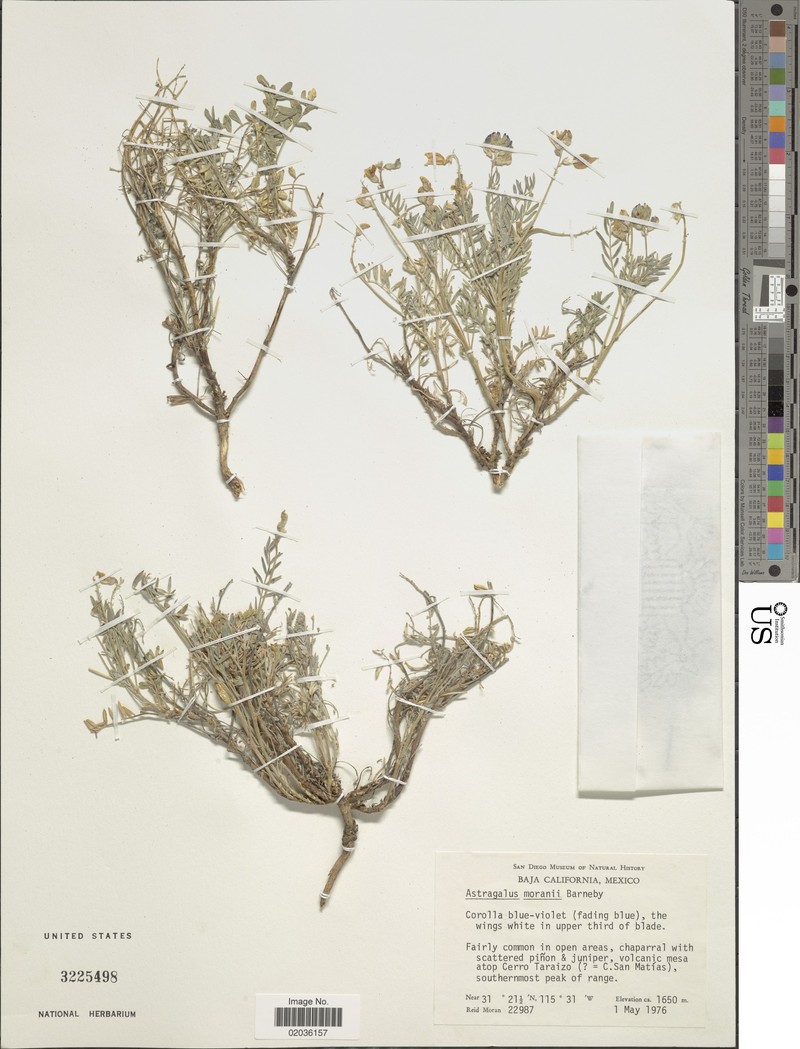 Astragalus moranii