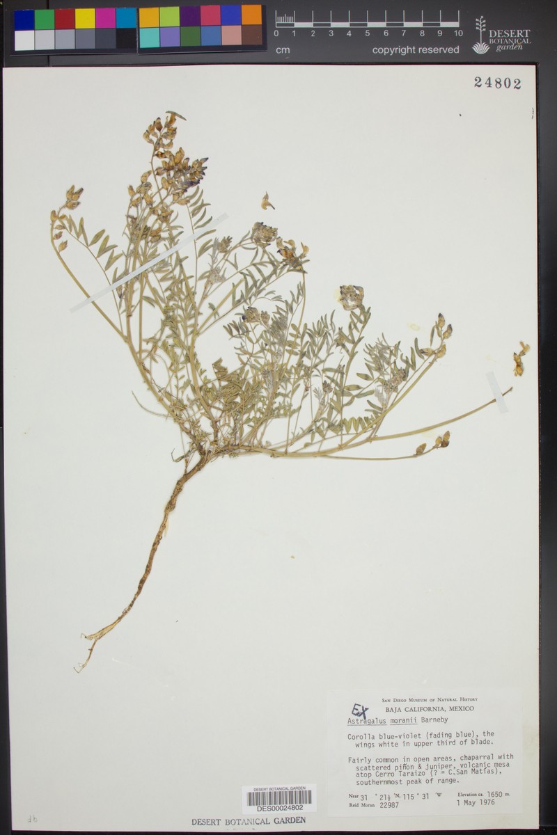 Astragalus moranii photo 2