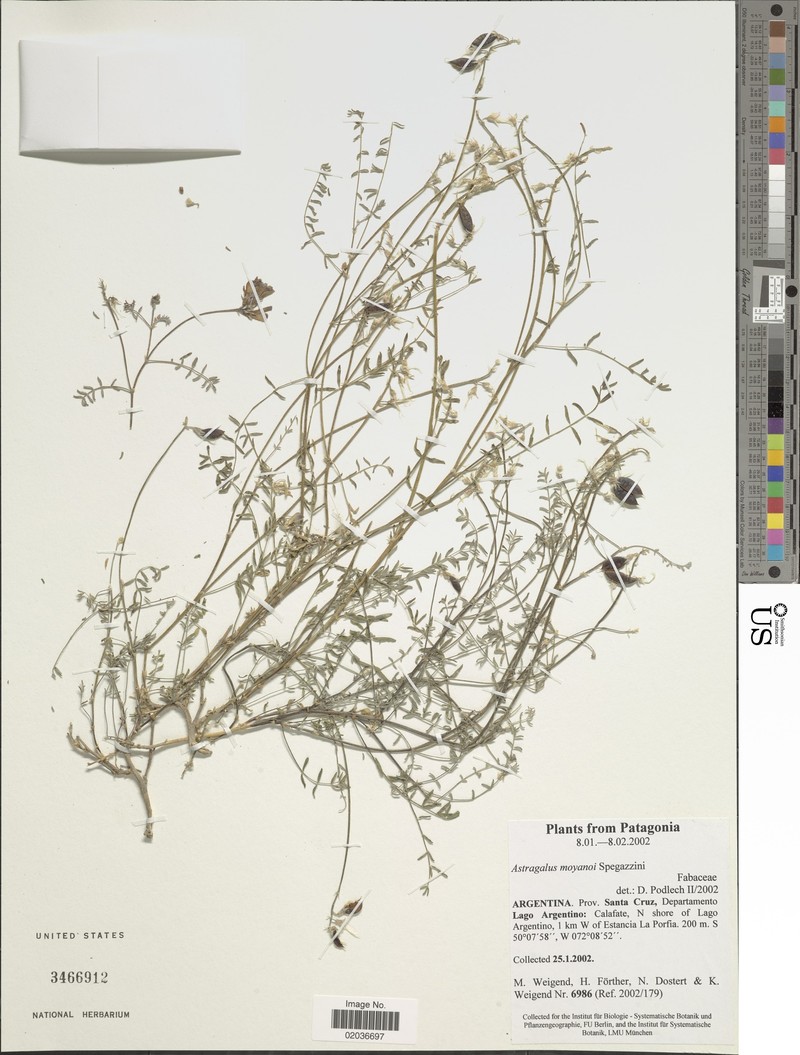 Astragalus moyanoi