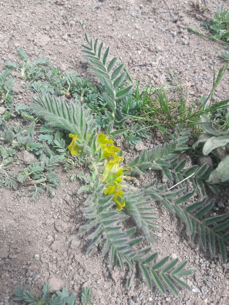 Astragalus mozaffarianii