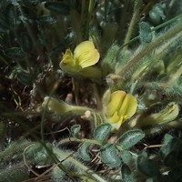 Astragalus mucidus