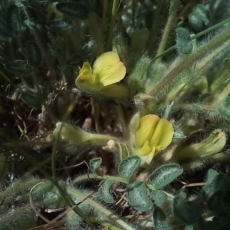 Astragalus mucidus