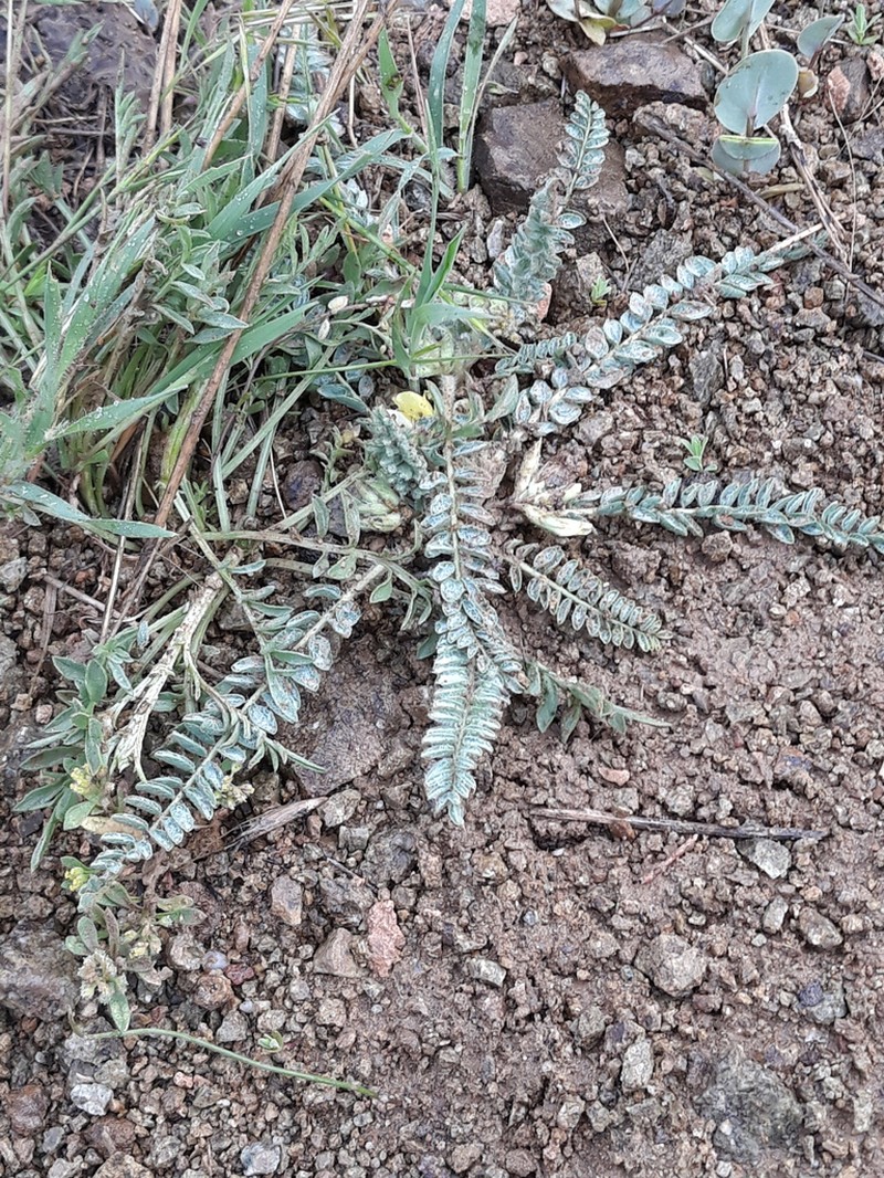 Astragalus mucidus photo 2