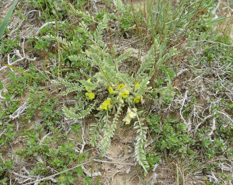 Astragalus mucidus photo 3