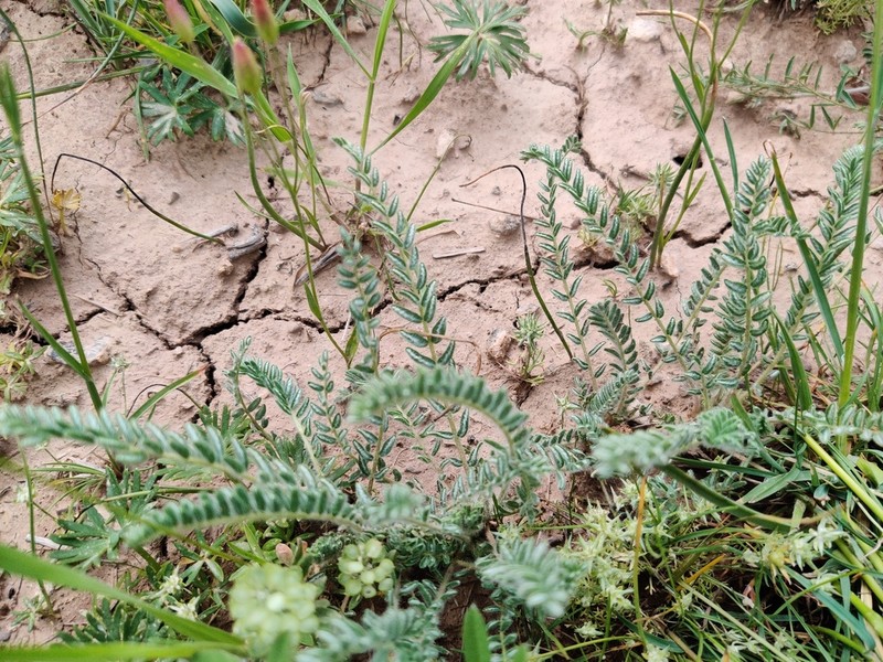 Astragalus mucidus photo 4