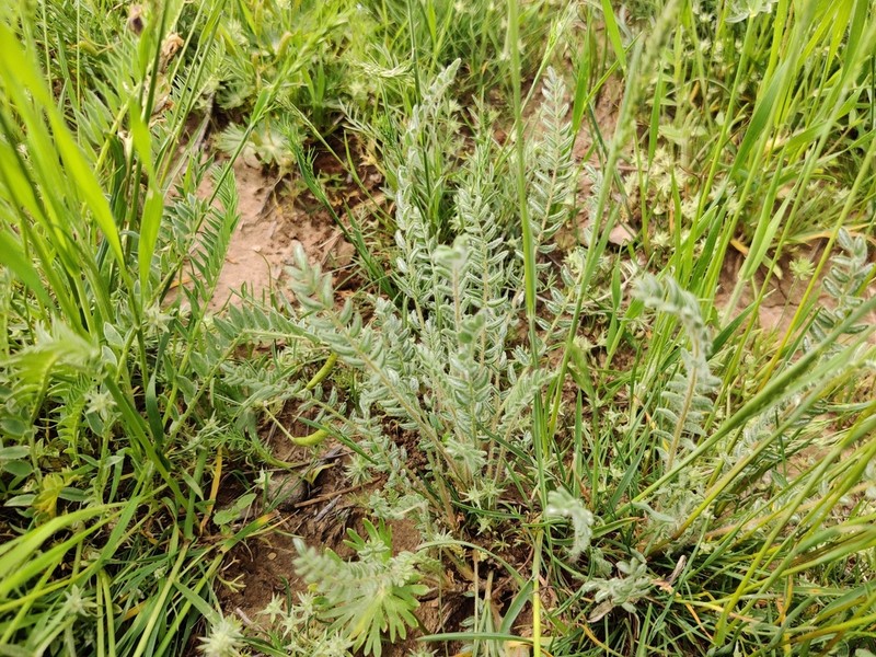 Astragalus mucidus photo 5