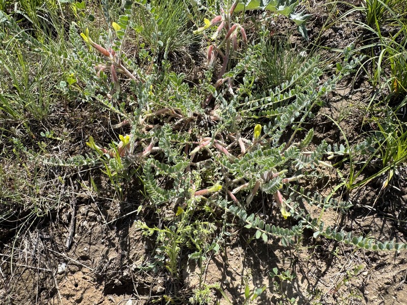 Astragalus mucidus photo 6
