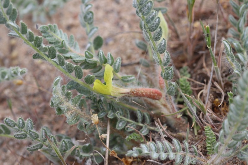 Astragalus mucidus photo 7