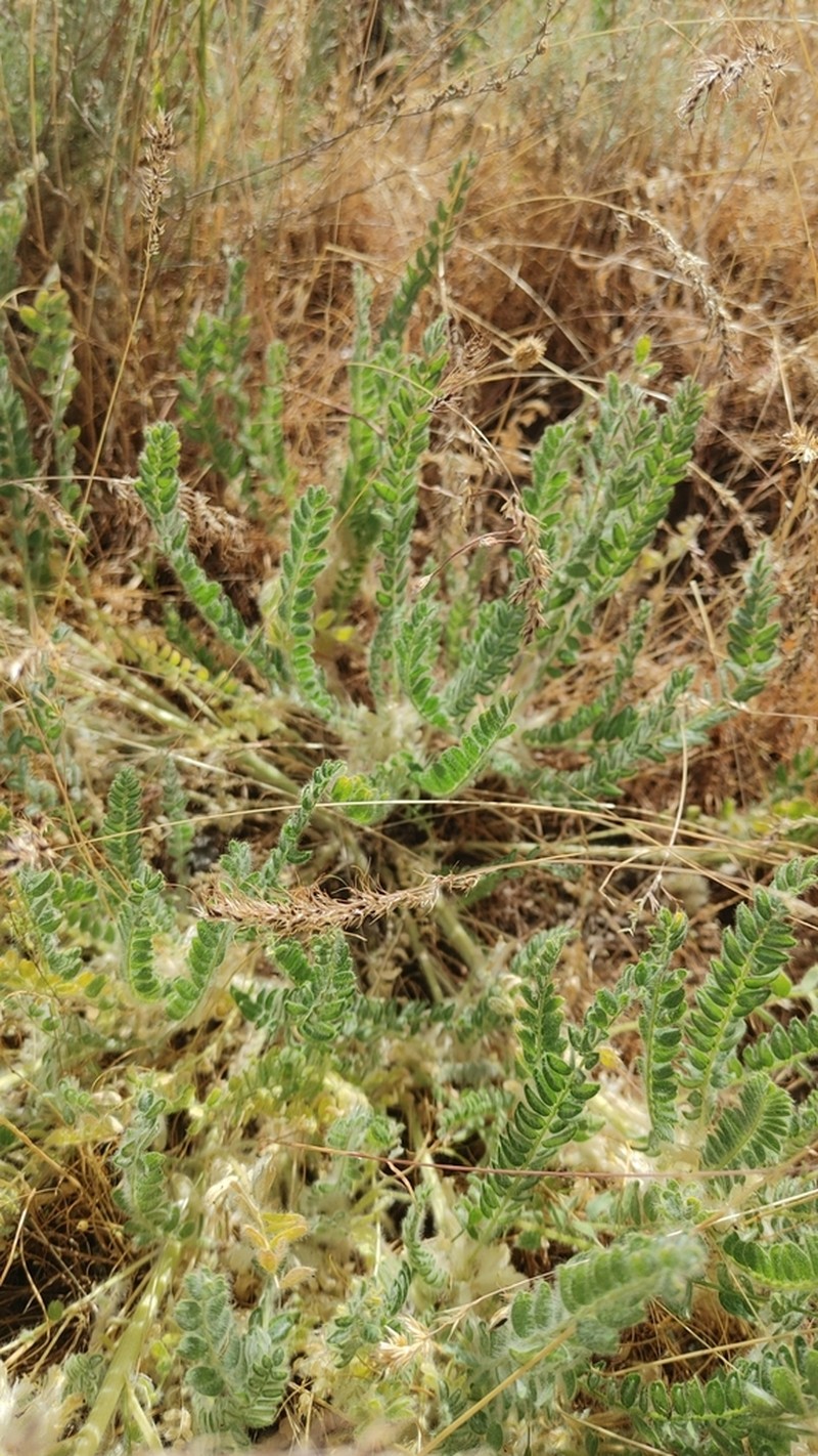 Astragalus mucidus photo 8