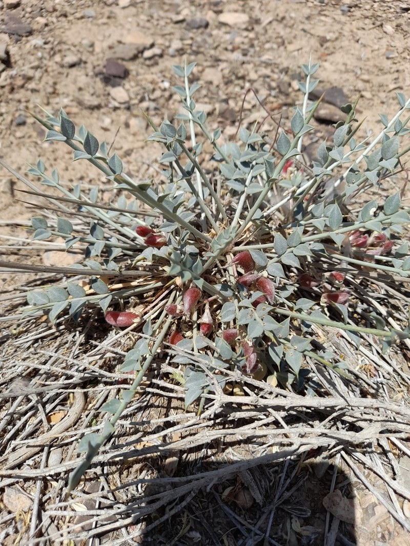 Astragalus mucronifolius