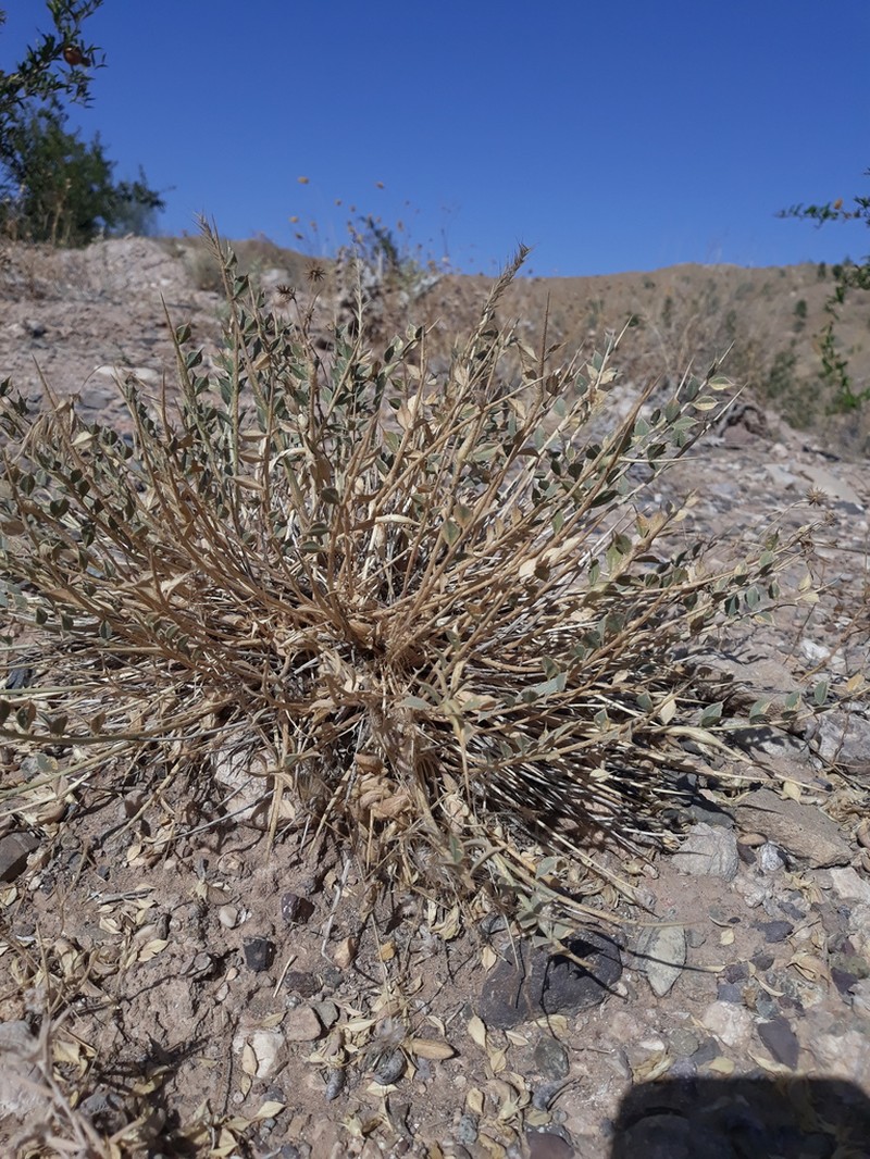 Astragalus mucronifolius photo 2