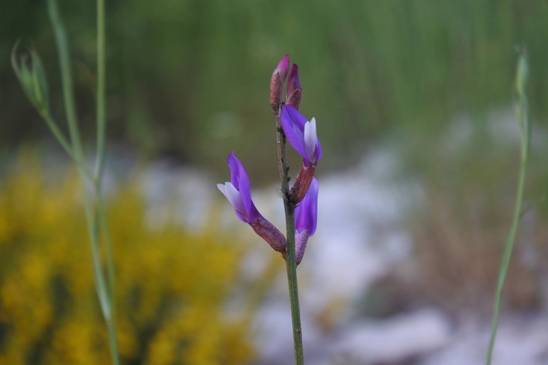 Astragalus muelleri
