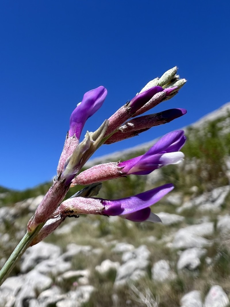 Astragalus muelleri photo 2