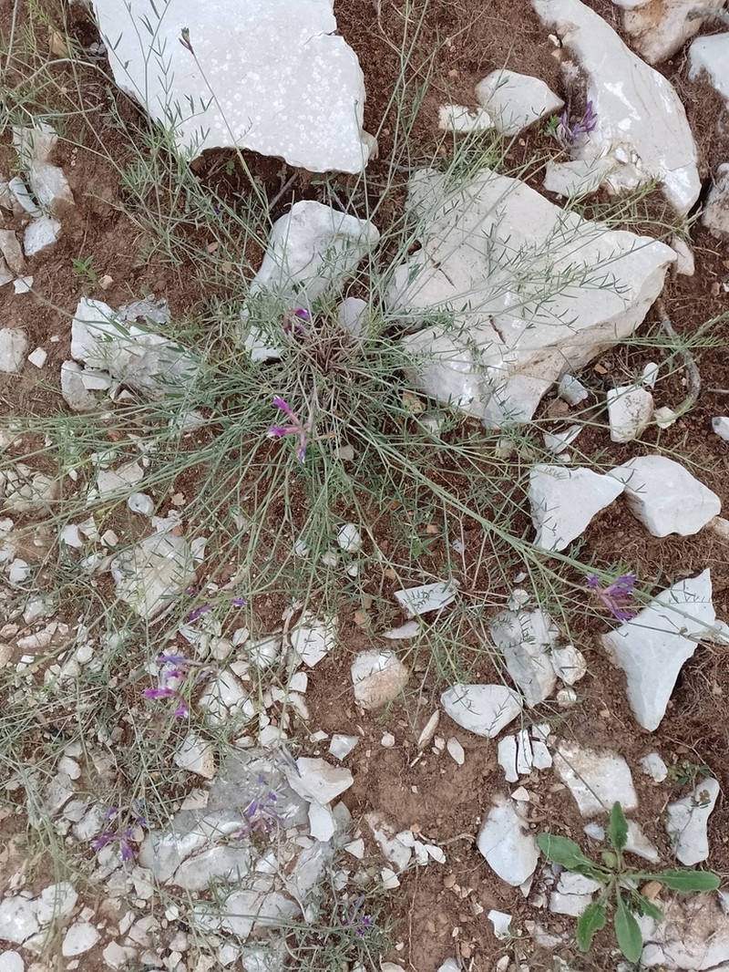 Astragalus muelleri photo 3