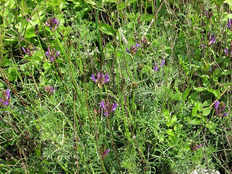 Astragalus muelleri photo 4