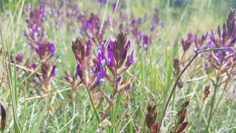 Astragalus muelleri photo 5
