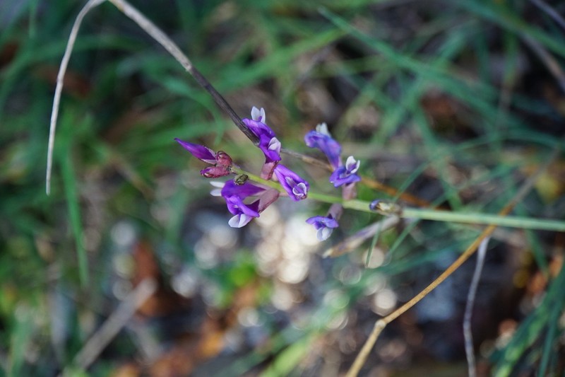 Astragalus muelleri photo 6