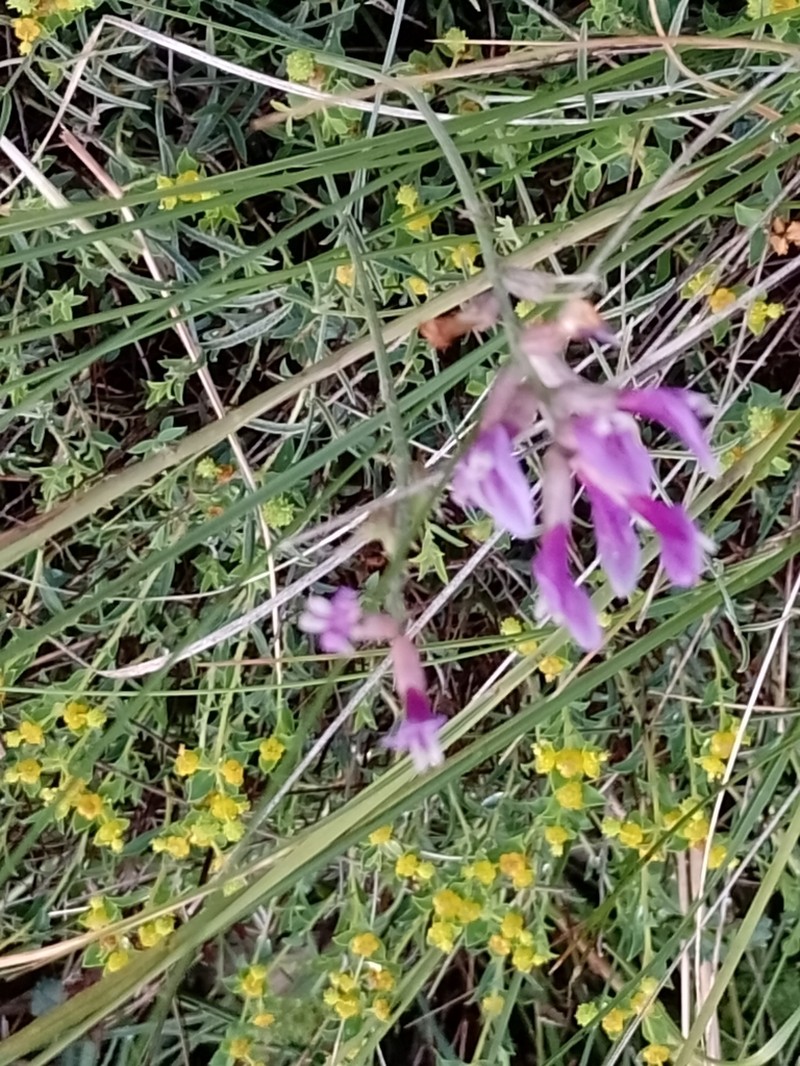 Astragalus muelleri photo 7