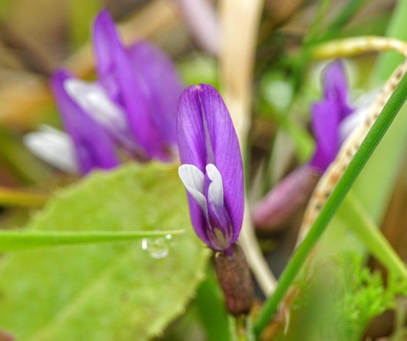 Astragalus muelleri photo 8