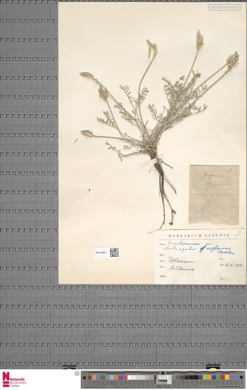 Astragalus muelleri subsp. muelleri