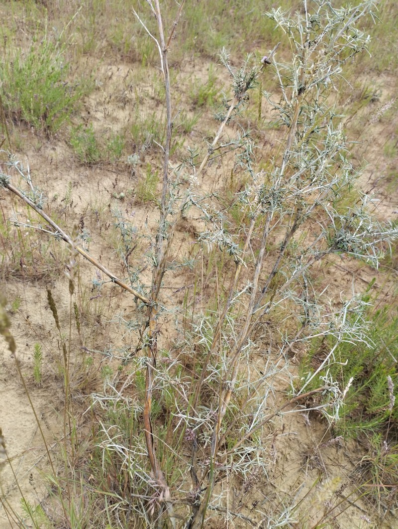 Astragalus mugosaricus photo 2