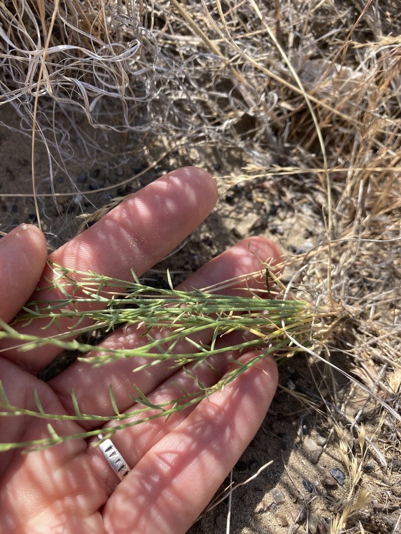 Mulford's Milkvetch photo 2
