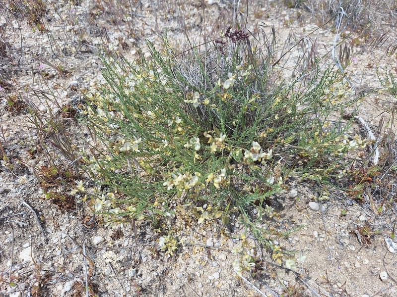 Mulford's Milkvetch photo 3