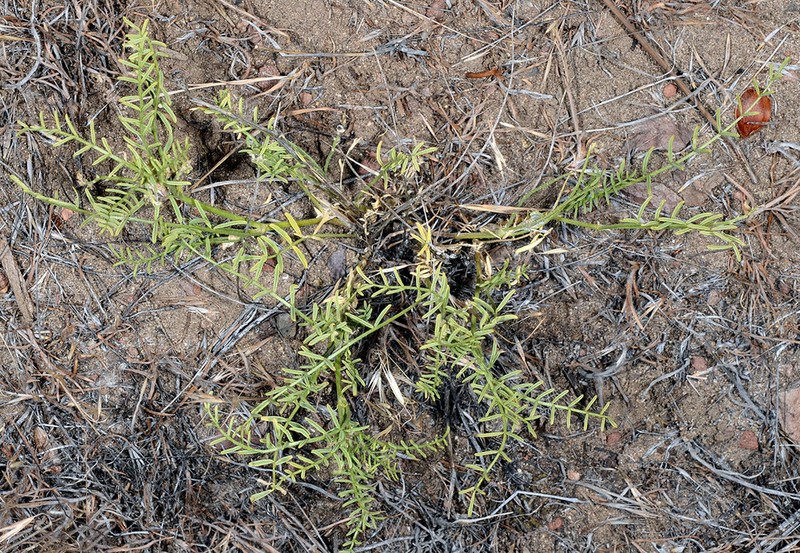 Mulford's Milkvetch photo 4