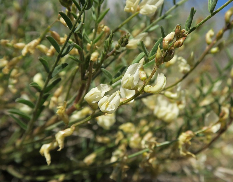 Mulford's Milkvetch photo 5