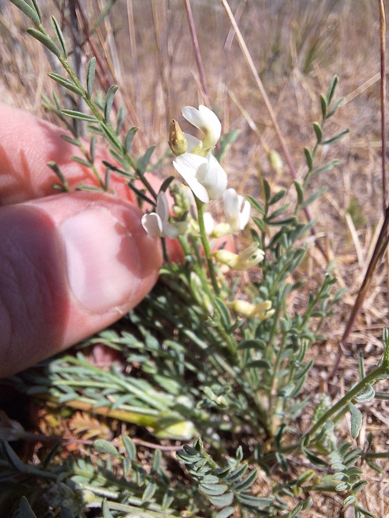 Mulford's Milkvetch photo 6
