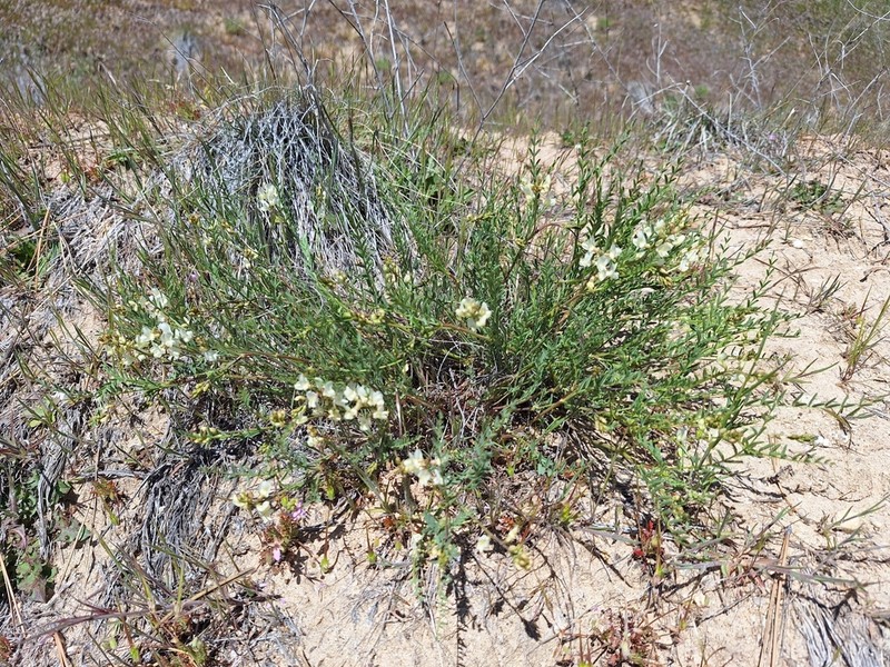 Mulford's Milkvetch photo 7