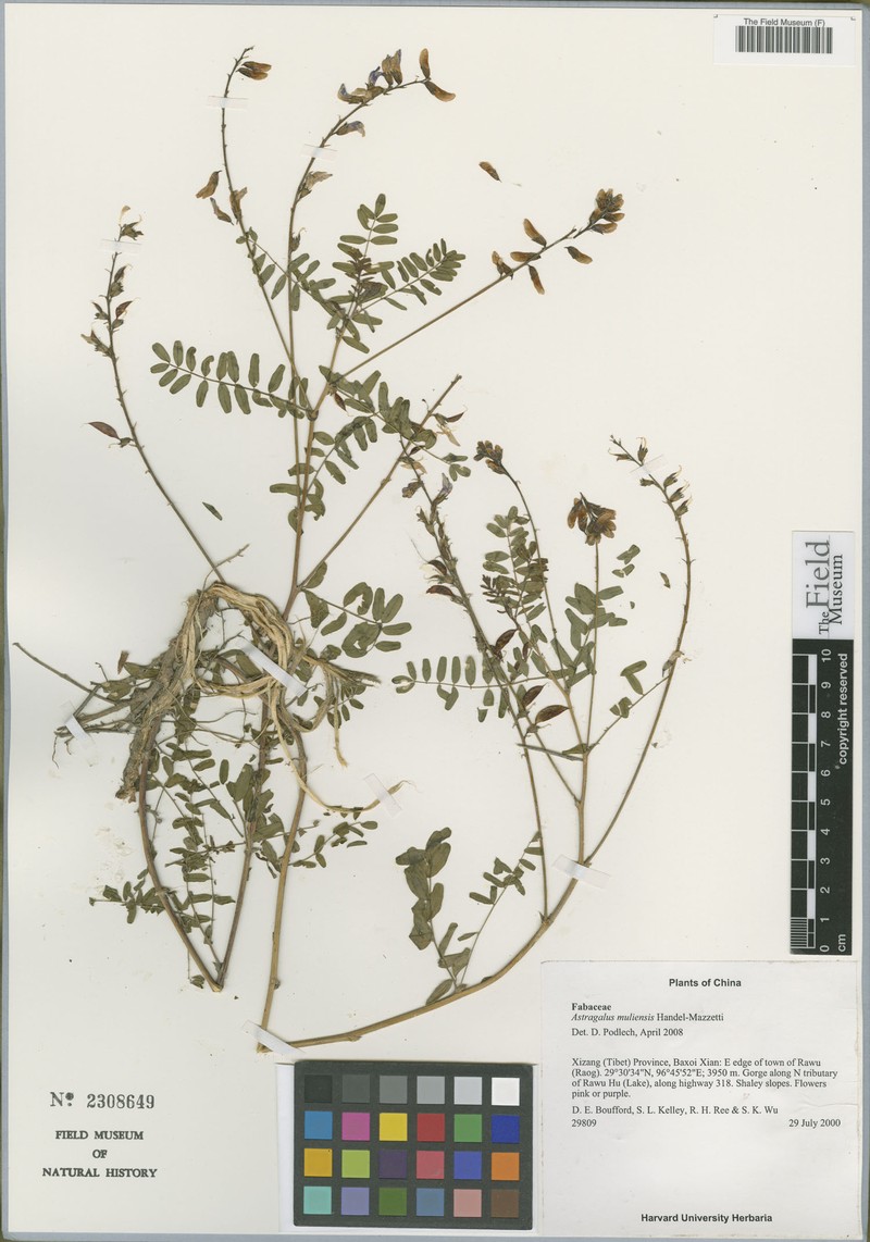 Astragalus muliensis