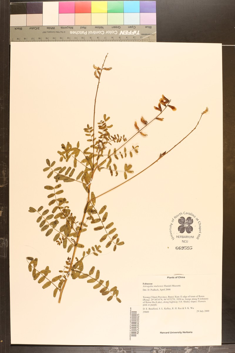 Astragalus muliensis photo 2
