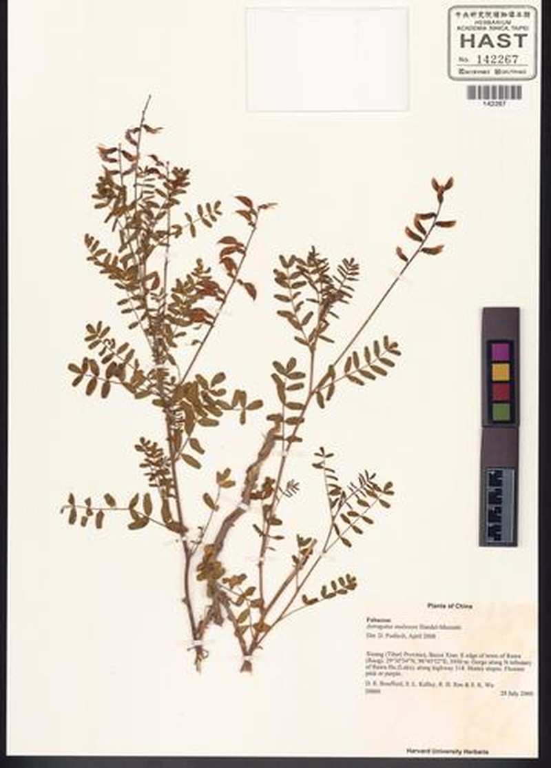 Astragalus muliensis photo 3