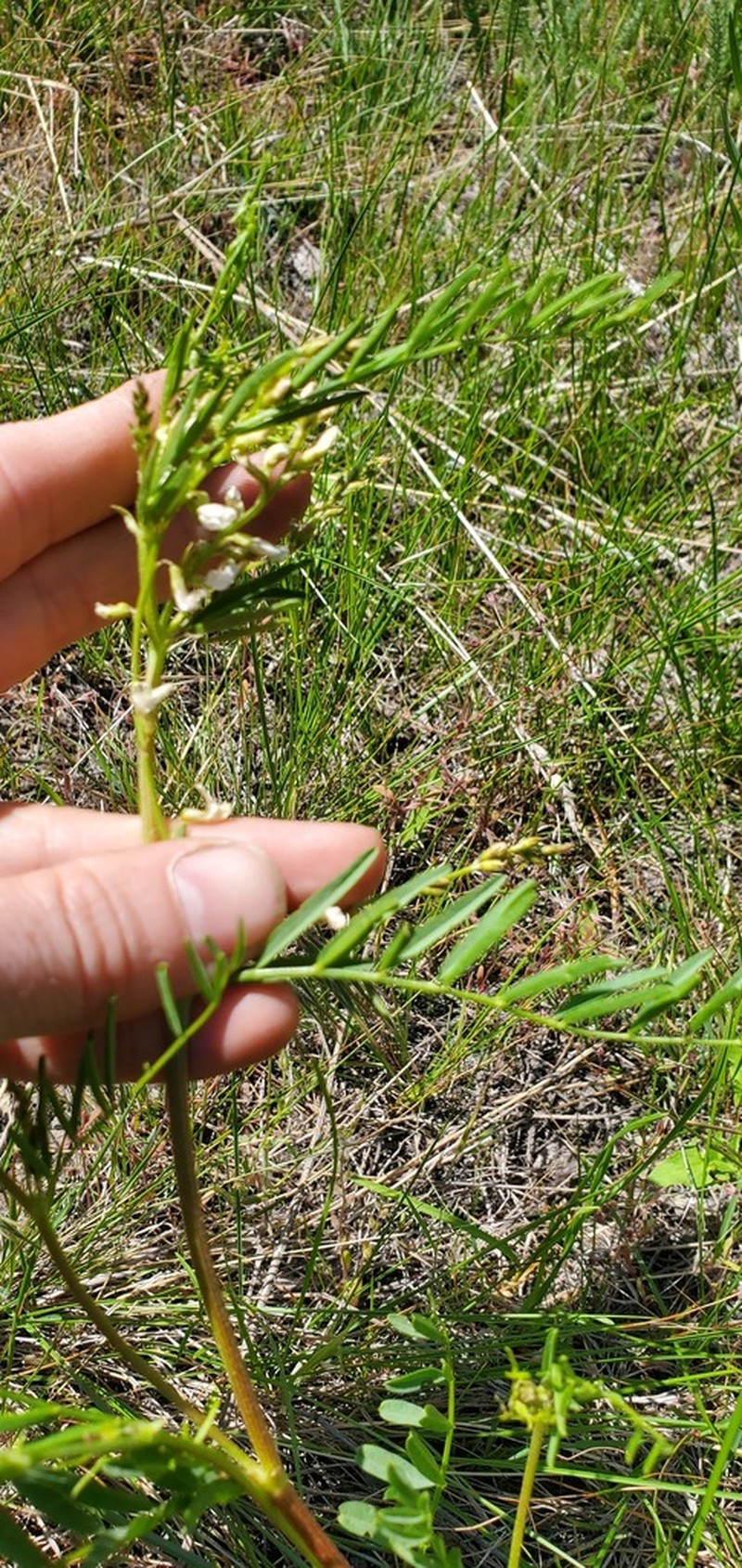 Astragalus multiflorus