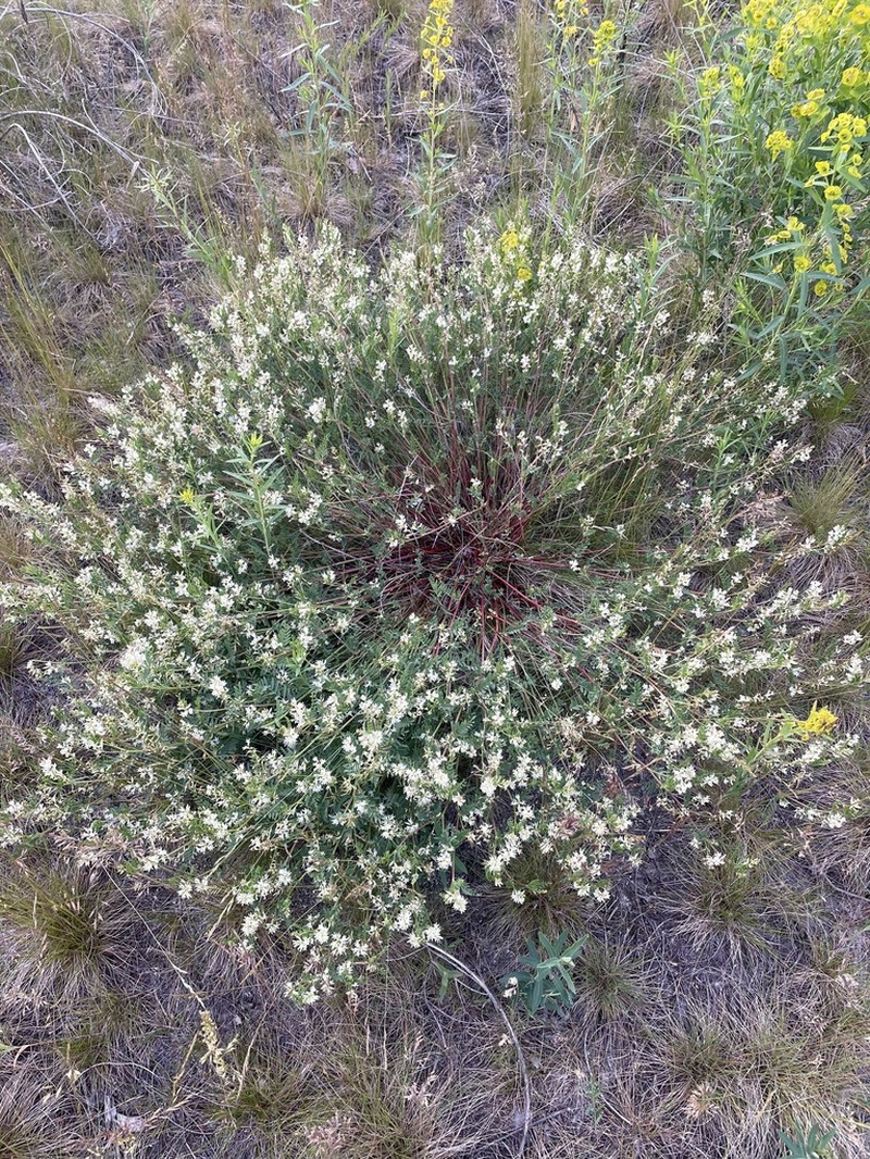 Astragalus multiflorus photo 2