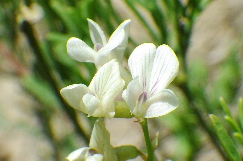 Astragalus multiflorus photo 3